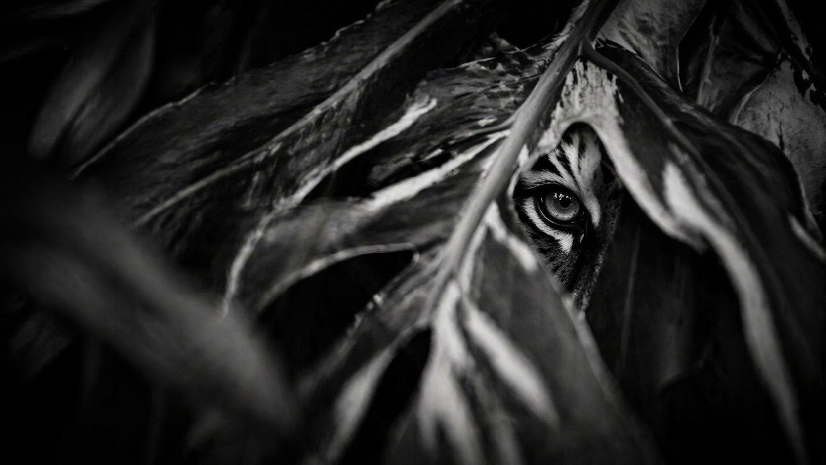 Tiger eye through leaves