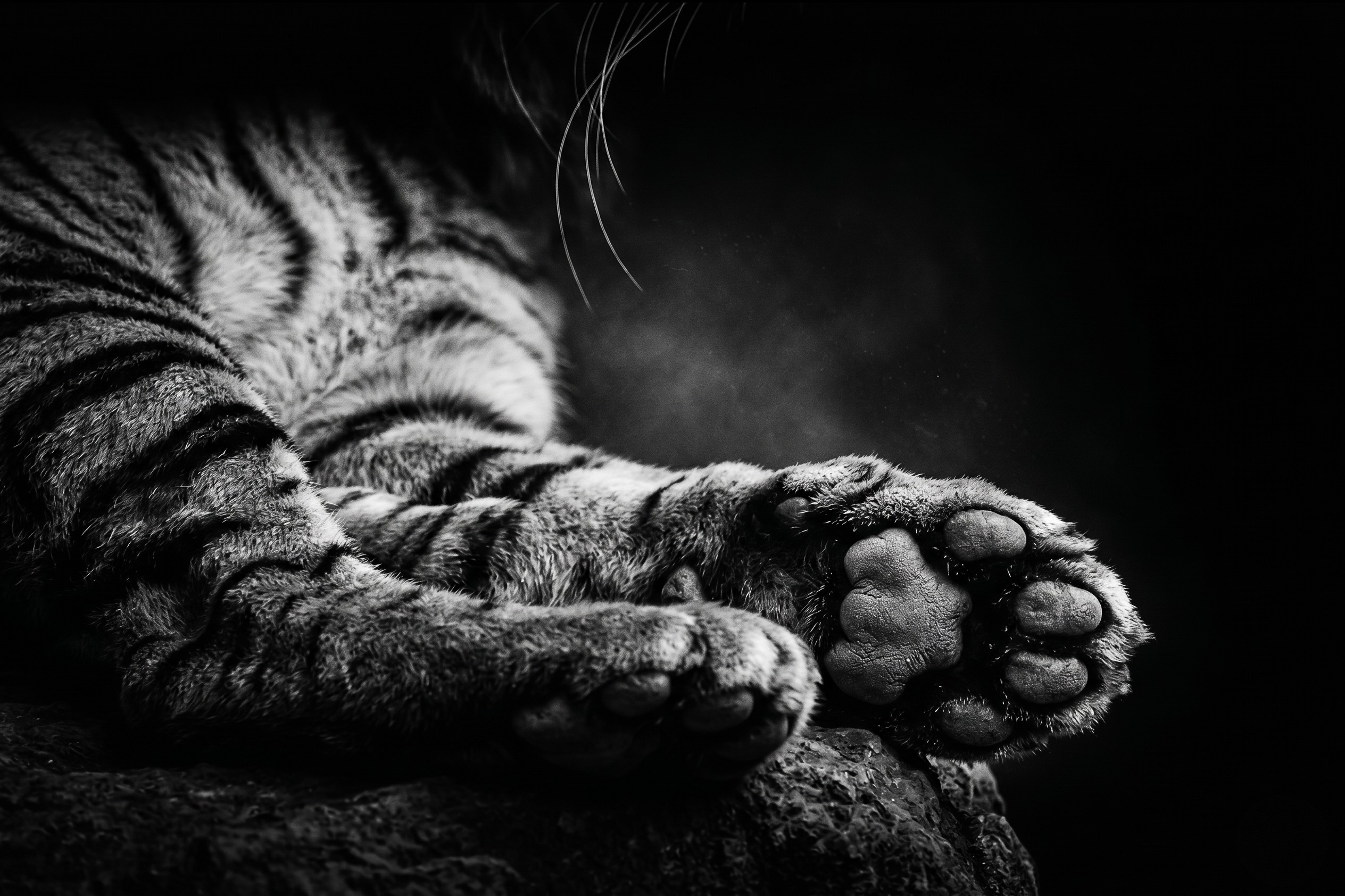 Tiger paws